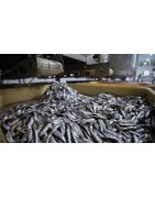 Productos industria pesquera